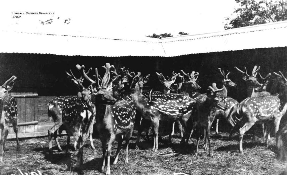 Jelenie plamiste, hodowane przez Jankowskich, 1916, domena publiczna